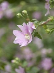 pink Lavatera flowers
