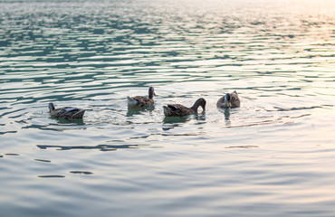 ducks swim in the pond in the late evening
