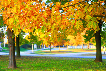 Fall trees on street