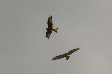 Raubvogel im Flug