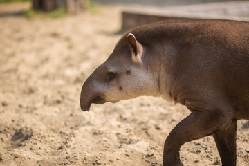 tapir walking