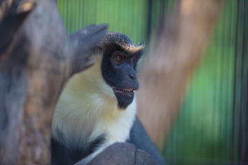  macaque looks out from behind a tree