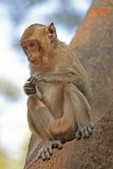 Macaque sitting and eating on the tree