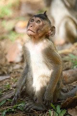 Fototapeta na wymiar Cute baby of macaque