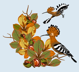 Picture of the bird hoopoe