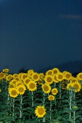 Obraz premium 夜の向日葵畑 