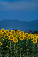 夜の向日葵畑
