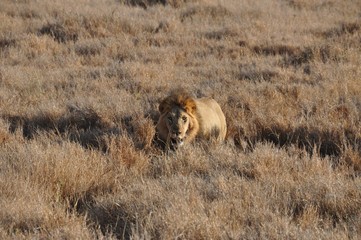 Fototapeta na wymiar Big lion male observing us