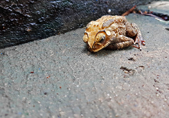 injury toad on cemen ground