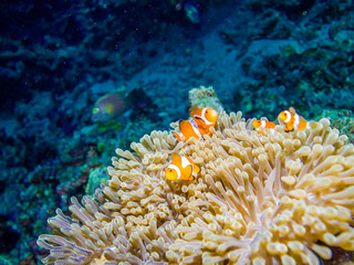Fototapeta na wymiar Clown anemonefish