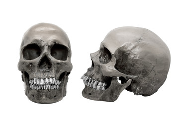 human skull on isolated white background