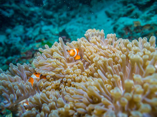 Naklejka na ściany i meble Clown anemonefish