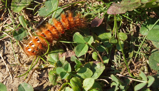 Caterpillar