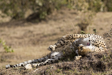 Smiling Cheetah Resting