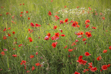 Poppy field