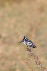 Pied Kingfisher on Branch 