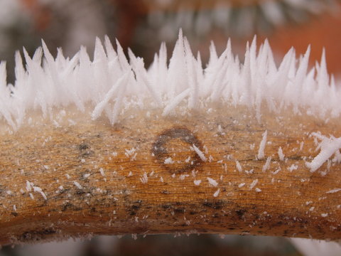 frozenwood