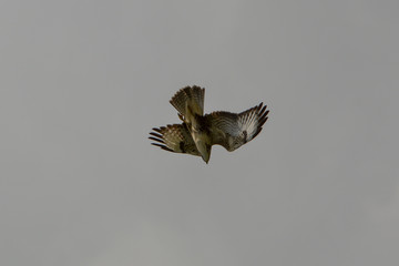 Raubvogel im Flug