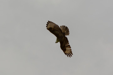 Raubvogel im Flug