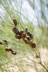 Kleine Zapfen an Nadelbaum