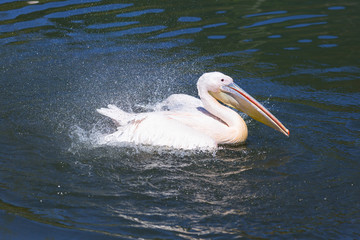Great white pelican in wildlife