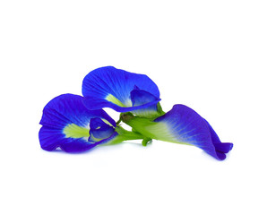 Butterfly Pea flower istolated on white background