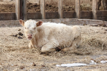 Tan colored calf lying on a bed of straw in a small holding pen.  

