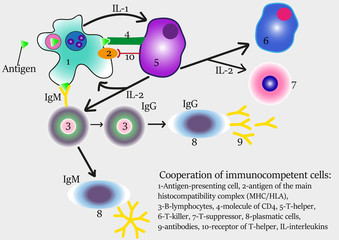 Cooperation of immune cells 