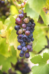 Grapes in vineyard.