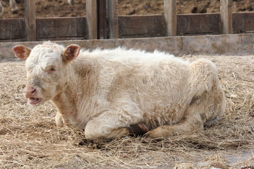 Tan colored calf lying on a bed of straw in a small holding pen.  

