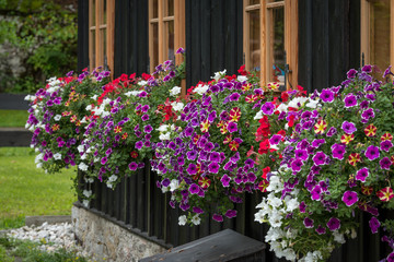 Flowers below the windows of a woodhouse