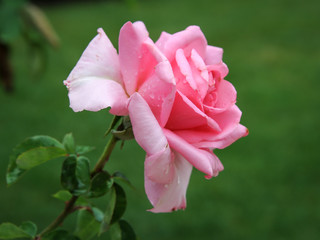 Blossom of a pink rose with water drops