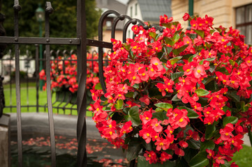 Red flowers hanging on the side of a fountain