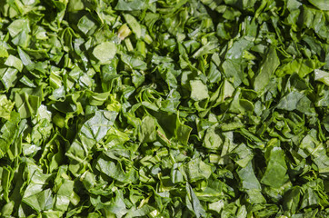 Healthy food - spinach