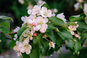 white flowers on the apple tree branch.