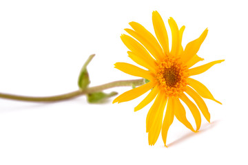 Arnica montana flower