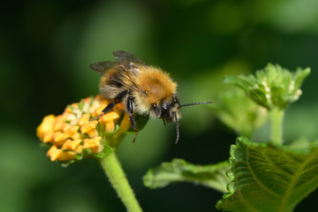 Hummel auf Blüte