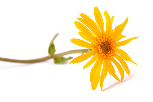 Fototapeta Arnica montana flower
