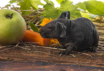 a cute baby of skinny guinea pig close up