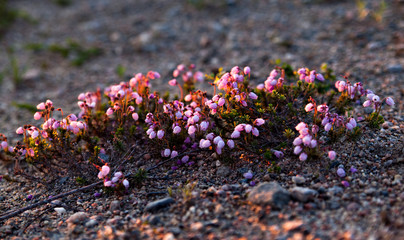 Flowers berry voroniha in the rays of the dawn sun on the tundra in the north of Russia
