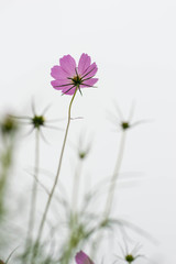 Cosmos Flower