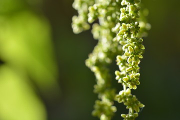 Close-up of stinging nettle seeds