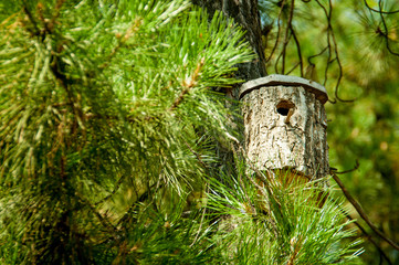 birdhouse made of pine