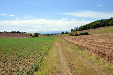 Fototapeta na wymiar panorama del Monferrato, Piemonte, Italia