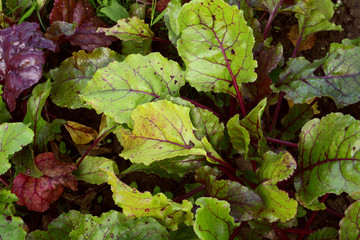 Dense foliage of beetroot plants