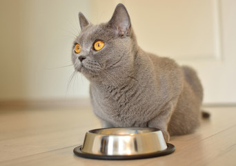 Pregnant british shorthair  cat with expressive orange eyes waiting for Food.