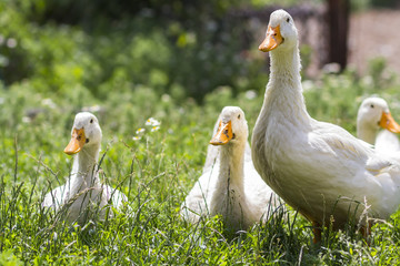 White ducks on green grass in farm