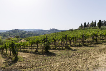 Naklejka premium Vineyards on the Siena hills in Tuscany