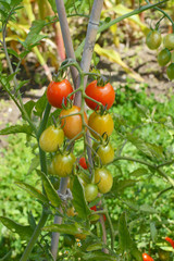 Truss of ripening cherry plum tomatoes