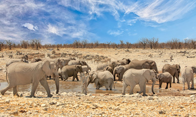 Landscape of a vibrant waterhole with a large herd of elephants and zebras with a blue wispy sky in Etosha National Park, Namibia